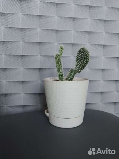 Кактус - Опунция