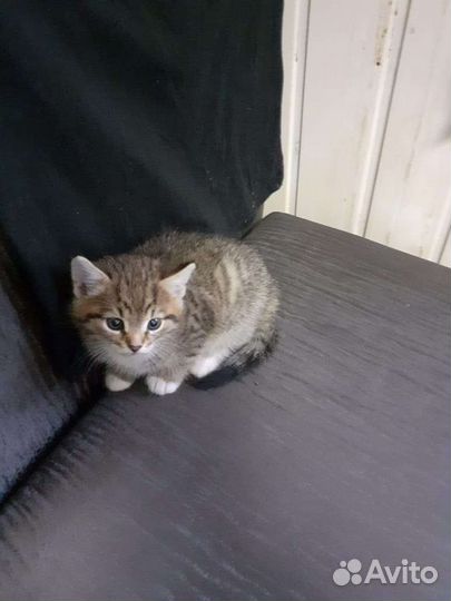 Котенок в дар бесплатно
