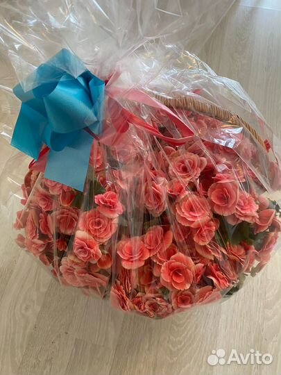 Цветы, новые