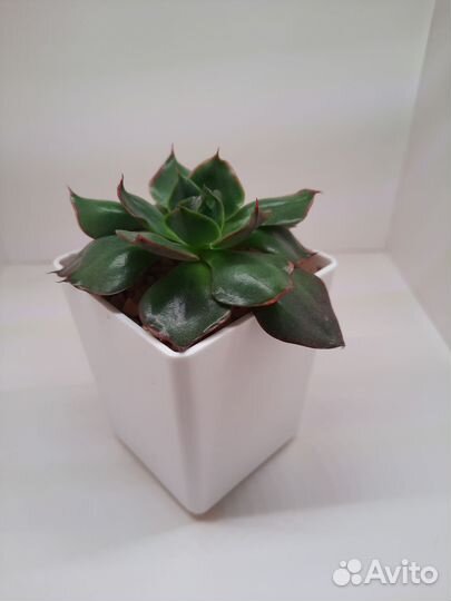 Суккуленты