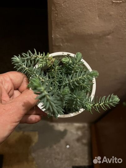 Очиток Голубой отогнутый