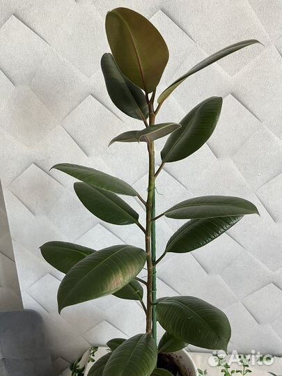 Фикус каучуконосный большой
