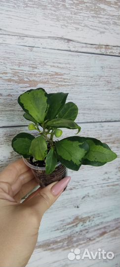 Дуранта, фикус,алоказии и др