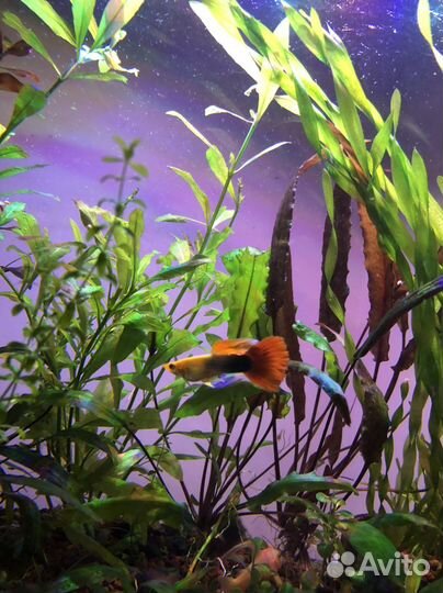 Рыбки разных пород и растения