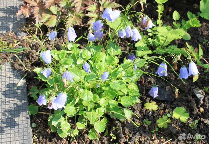 Колокольчики многолетние