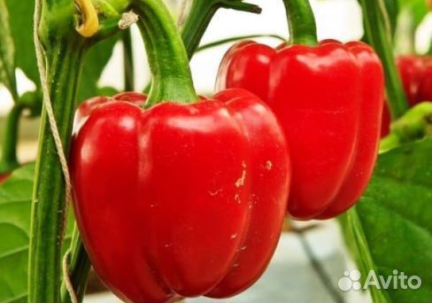 Семена перцев