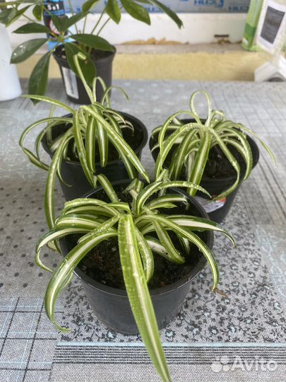 Комнатные растения