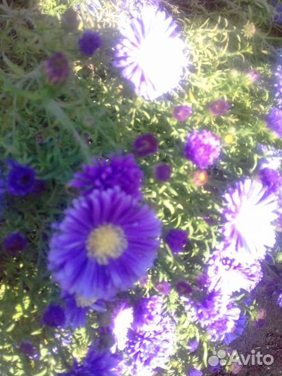 Цветы дубки