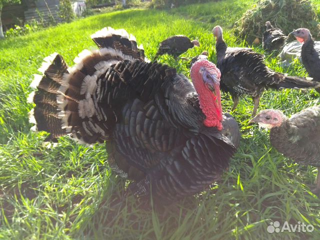 Индюк семейка. Полевая узбекская порода индеек. Индюшата микс пород. Авито индюки. Индюк индюшка и индюшонок.
