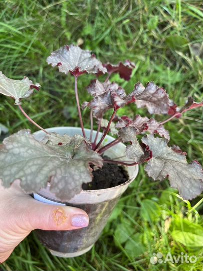 Гейхера сортовая