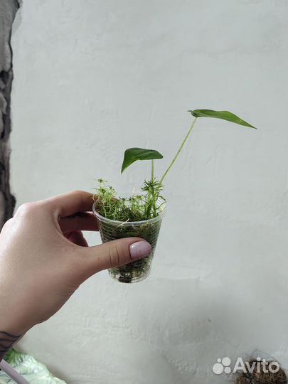 Алоказия кукулата