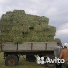 Продам сено