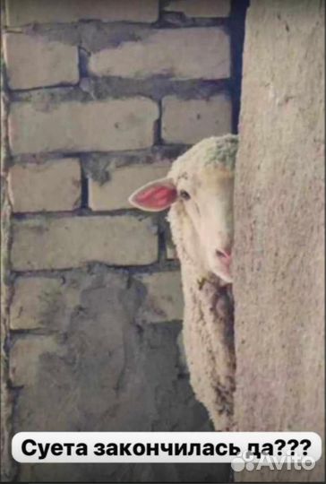 Ягнята бараны