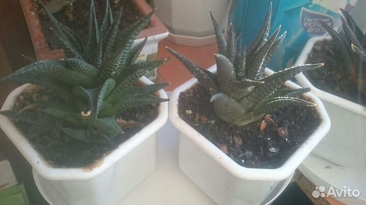 Цветочные горшки