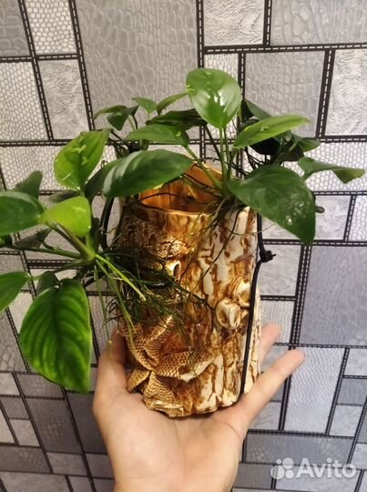 Анубиас нано + декор