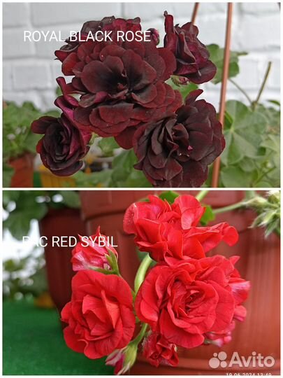 Черенки герань/пеларгония плющелистная