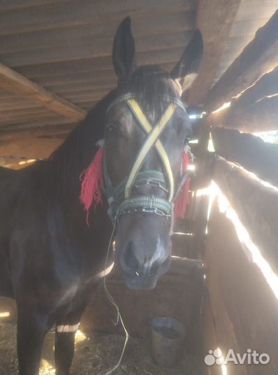 Продается жеребец породы кабардинец