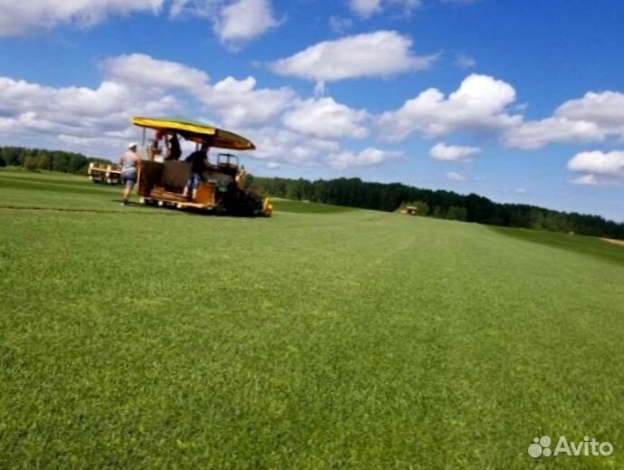 Рулонный газон 