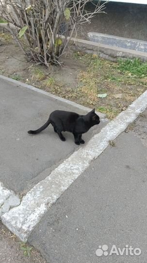 Котенок 3 мес