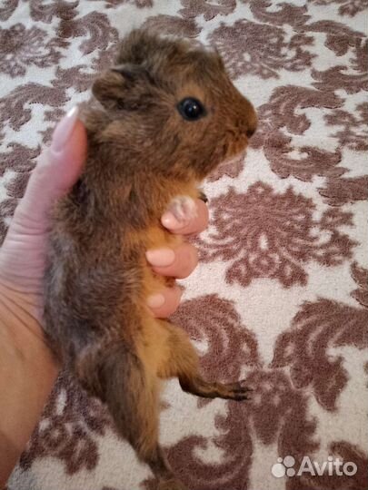 Морская свинка