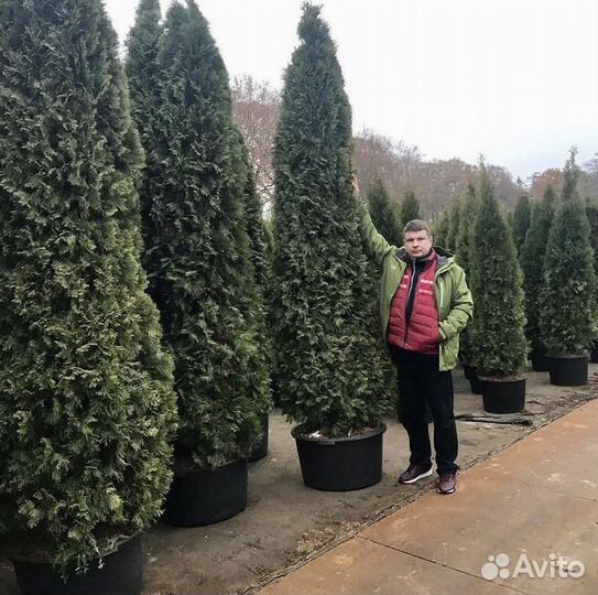 Туя смарагд 2,5м Мощные и высокие. Владимир