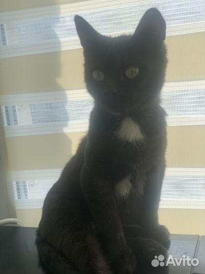 Котик в добрые руки