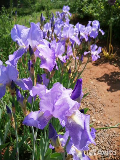 Ирисы