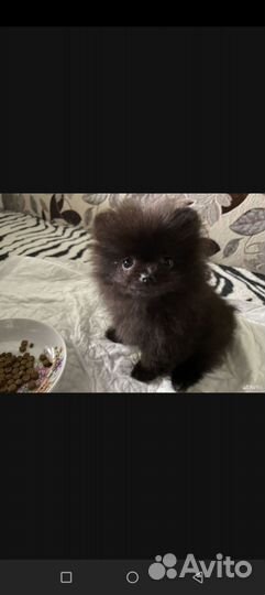 Померанский шпиц