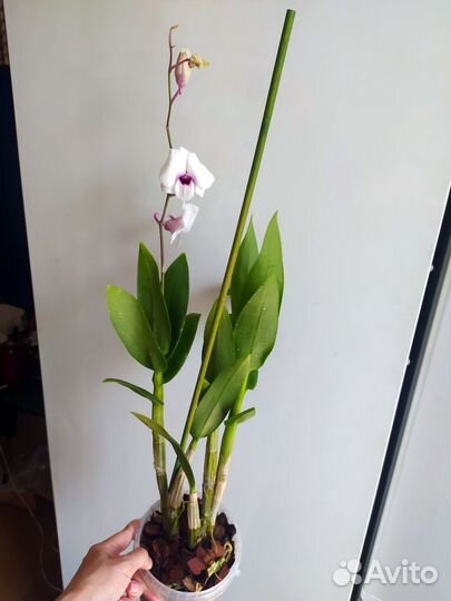 Дендрофаленопсисы