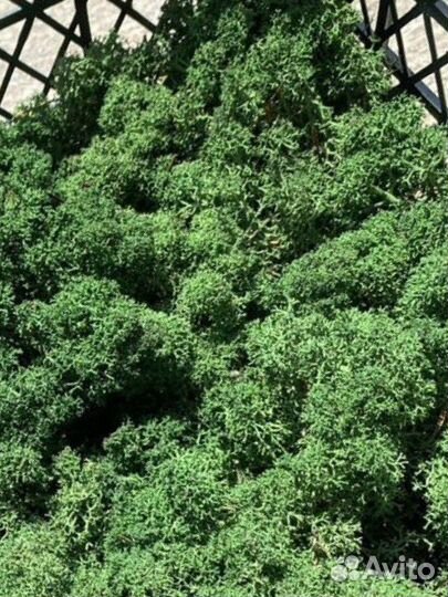 Стабилизированный мох в Самаре в наличии