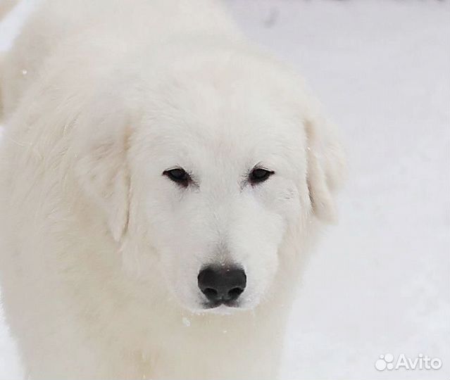 Щенки мареммы. рабочие линии