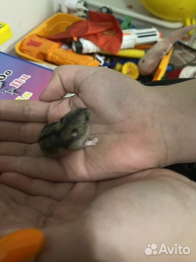Джунгарский хомяк бесплатно