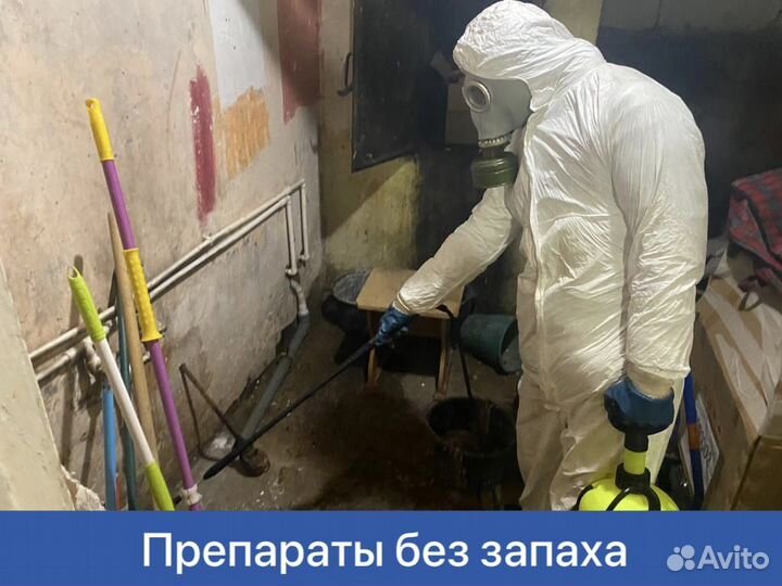 Уничтожение тараканов и клопов