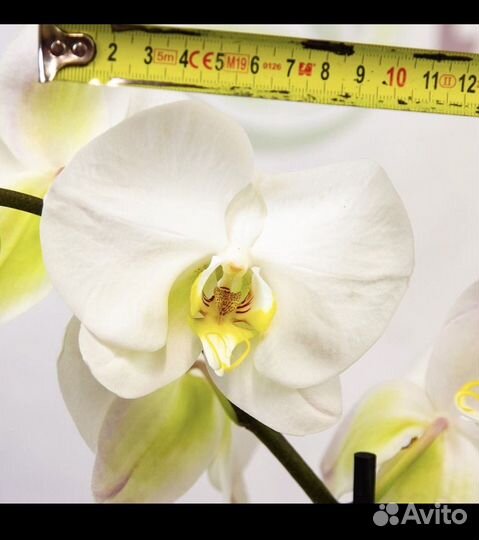 Орхидея фаленопсис Гигант белый