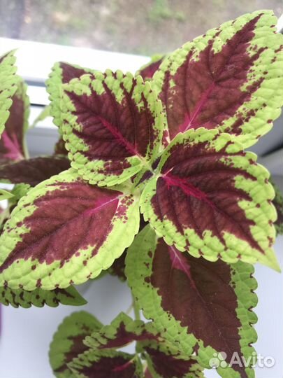 Рассада цветов