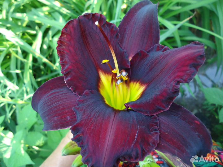 Лилейники, ирисы, и разные многолетники