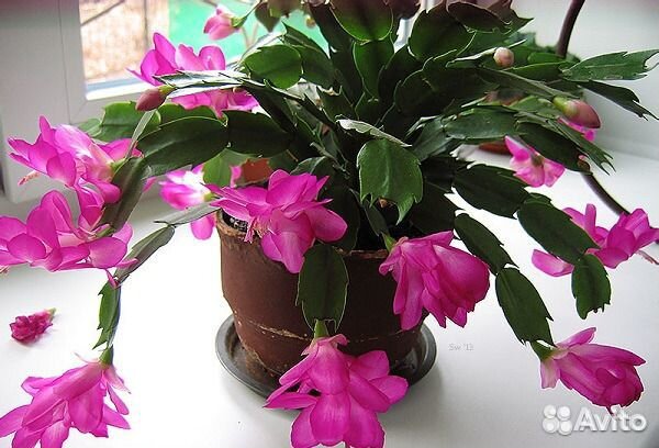 Цветок комнатное растение подарок