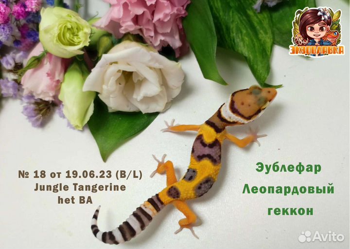 Эублефары малыши и подростки