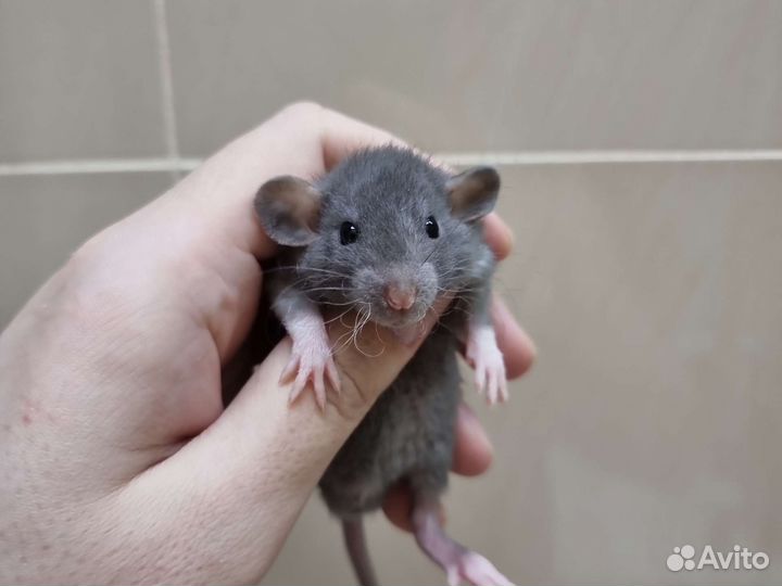 Крыса крысята дамбо рекс сфинкс от заводчика