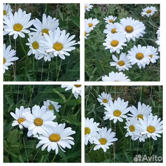 Ромашка домашняя кустик