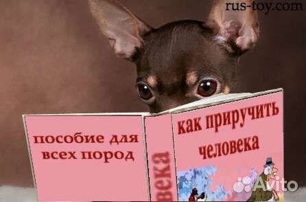 Кинолог (обучение, воспитание, коррекция собак)