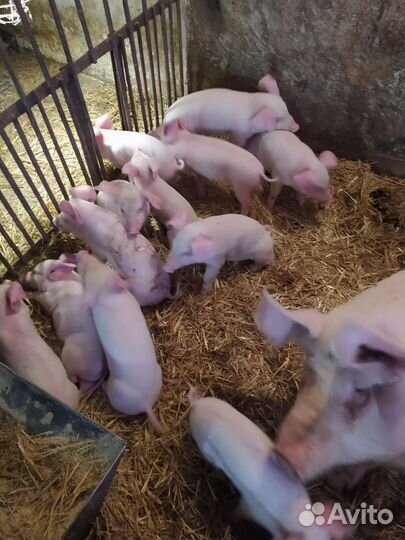 Поросенок ландрас и Телочки