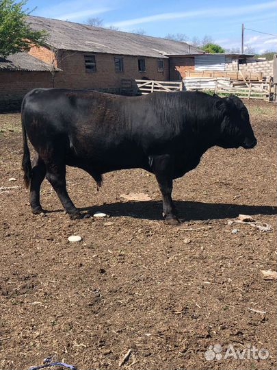 Корова и быки