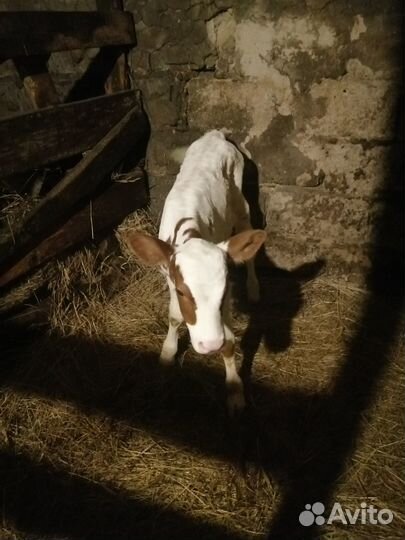 Телята бычки