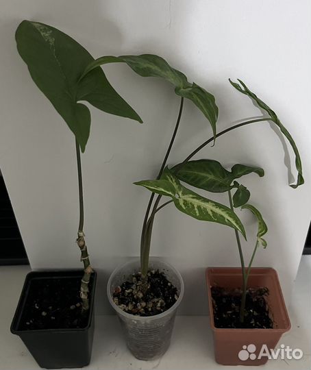 Комнатные растения