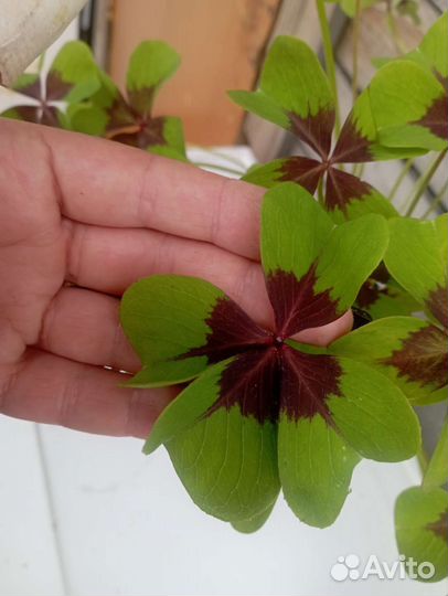 Кислица оксалис Айрон Кросс