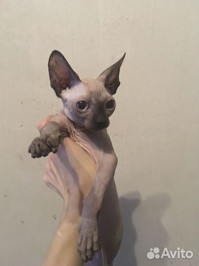 Кошечки и котики 2 месяца