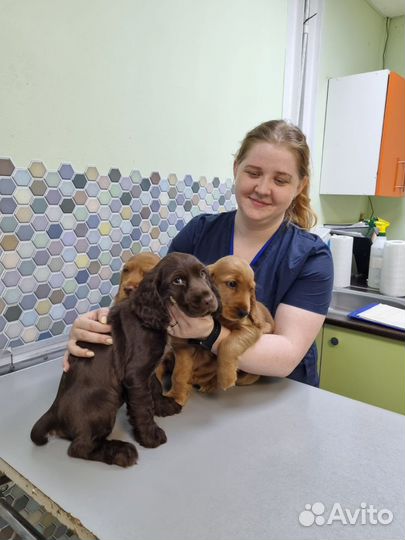 Ветеринарный врач, онлайн консультация