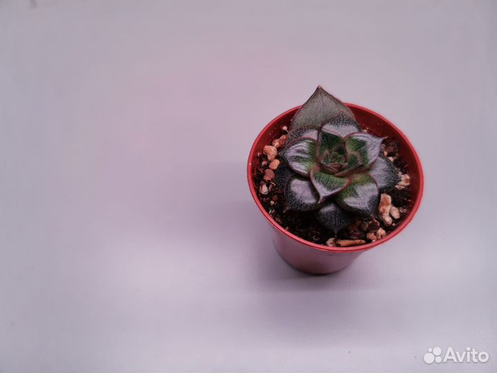 Суккуленты