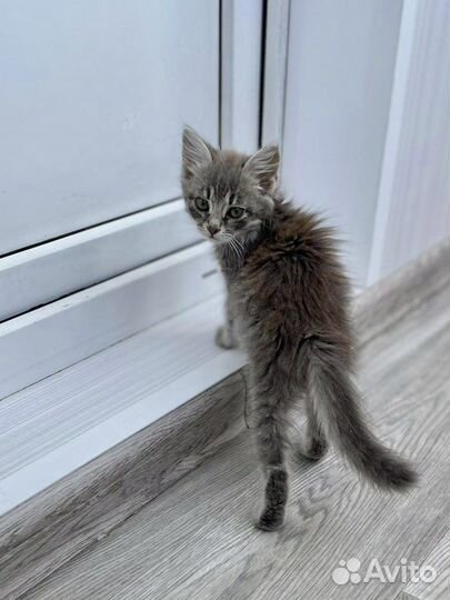 Серый пушистый котёнок, 3 месяца